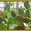 kaktusy #kaktusy #kwiaty #ogrody