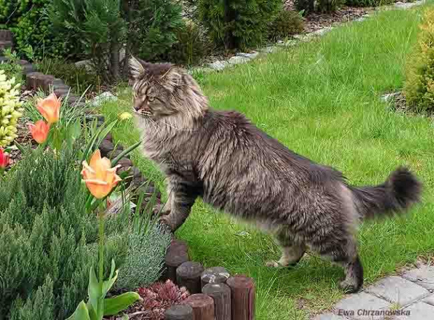 30.04.2008 Koty w ogrodzie, kwiaty, Igor