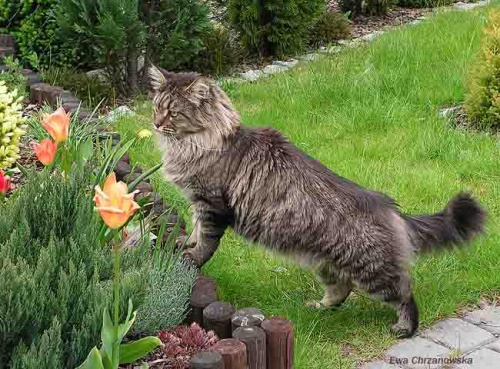 30.04.2008 Koty w ogrodzie, kwiaty, Igor