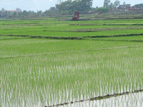 Pola ryżowe na północy Wietnamu