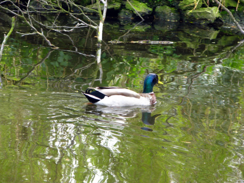 krzyżówka #przyroda #natura #zwierzęta #krajobraz #drzewa #park #wiosna #ogród