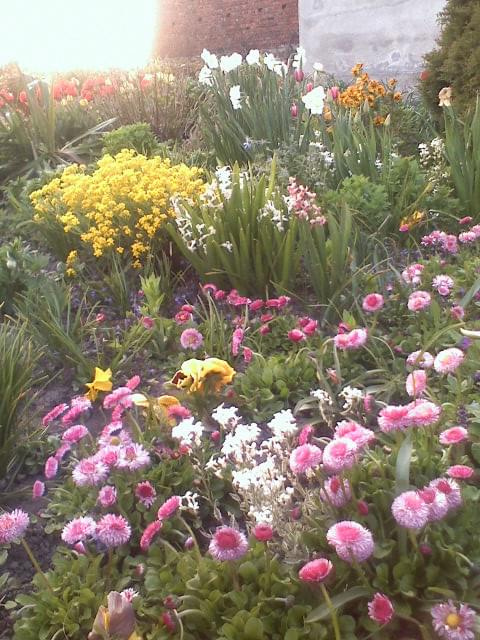 Smagliczka,stokrotki,bratki,tulipany... #kwiaty