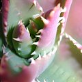 #kaktusy #kwiaty #ogrody #rosliny