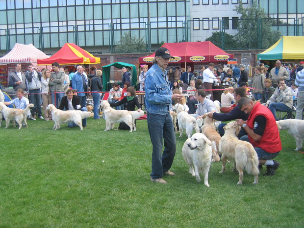 Goldenki klasa pośrednia suki