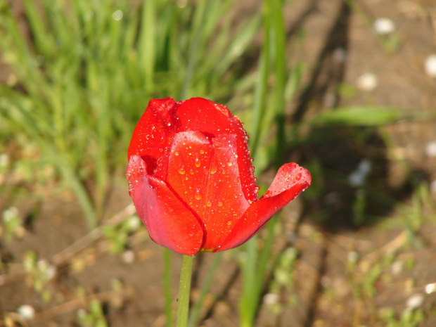 Tulipanek #natura #rośliny #tulipany #kwiaty