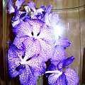 Vanda