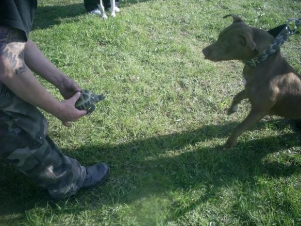 Krakow 2008 Pit bull bolecin