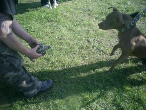 Krakow 2008 Pit bull bolecin