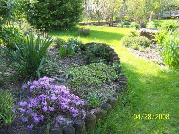 ogród w lesie #Wiosna2008