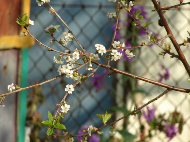 Kwitnąca jabłonka #natura #rośliny #kwiaty #drzewa