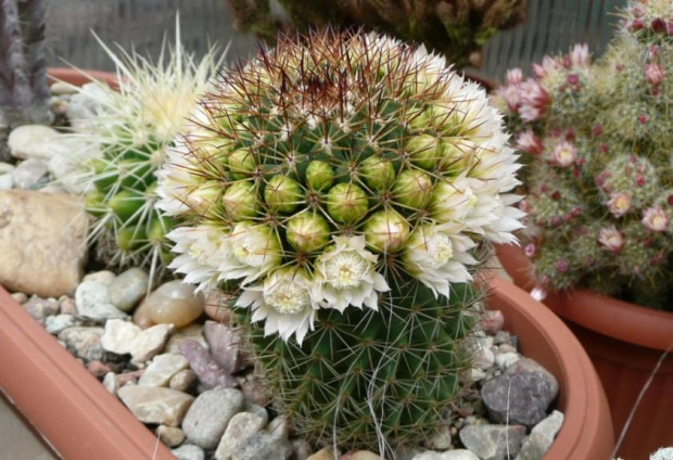 Mammillaria