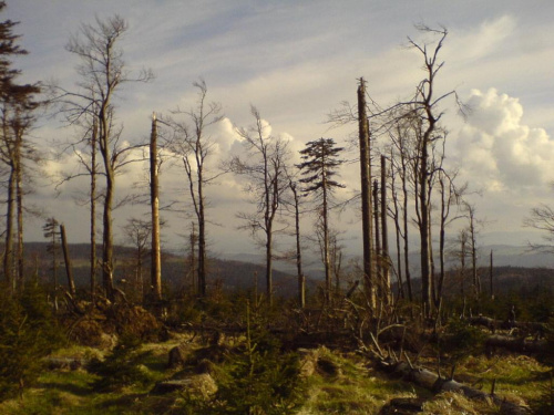 zniszczony las w górach sowich