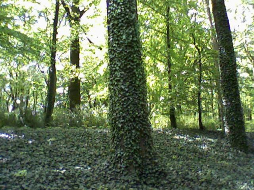 a tu bluszcz obrasta drzewo #drzewo #bluszcz #wzrost #obrost #zielono #park