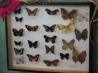 Motyle na wystawie kwiatów