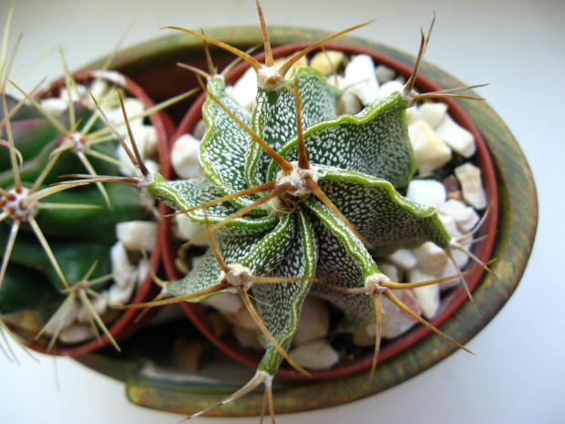 gymnocalycium