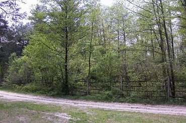 azalia pontyjska
Kołacznia Wola Zarczycka #azalia #kołacznia #pontyjska #WolaZarczycka