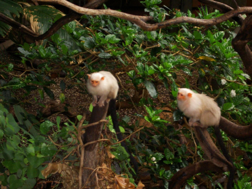 małpki z dzungli amazońskiej