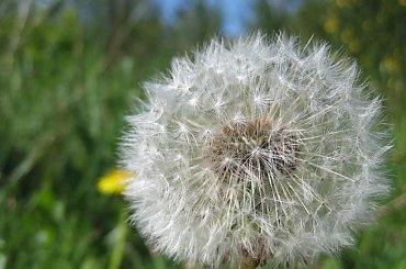 Dmuchawce, latawce, wiatr... #łąka #dmuchawiec