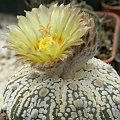 Astrophytum asterias cv supercabuto