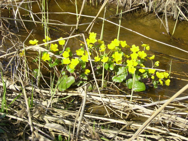 Kaczeńce