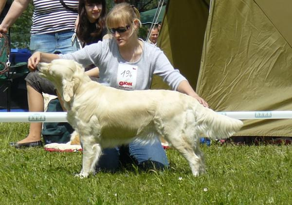 www.zlaty-retriever.unas.cz