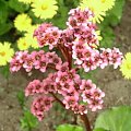 Bergenia