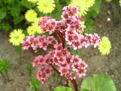 Bergenia