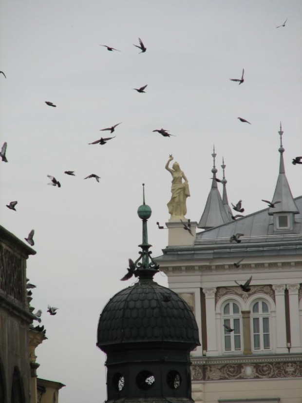 gołębie nad Krakowem