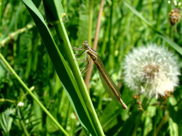 makro, ważka, owad