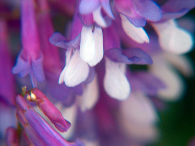 kwiaty #przyroda #natura #rośliny #botanika #makrofotografia #kwiaty #flora