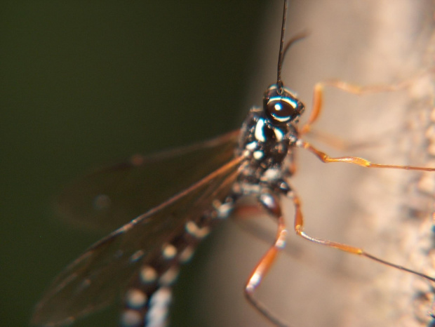 owad #przyroda #natura #zwierzęta #owady #makrofotografia