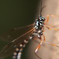 owad #przyroda #natura #zwierzęta #owady #makrofotografia