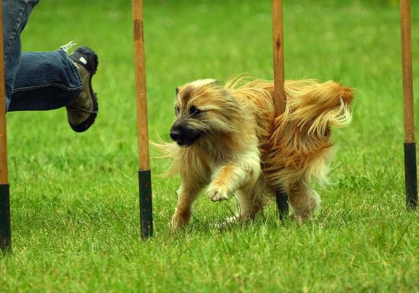 Zawody Agility 24.05.2008, Bydgoszcz PPA #BydgoszczPPA