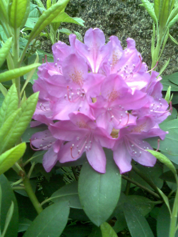 #kwiat #ogród #roślina #flora #przyroda