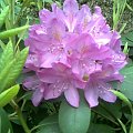#kwiat #ogród #roślina #flora #przyroda