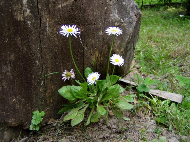 Działka 27 maj 2008