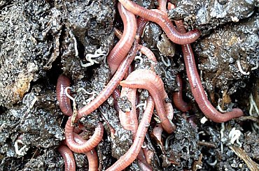 Może nie są piękne, ale bez nich, piękno ogrodu nie mogłoby istniec.... #MÓJOGRÓD #FAUNA #zyjatka #dzdzownice #robaki