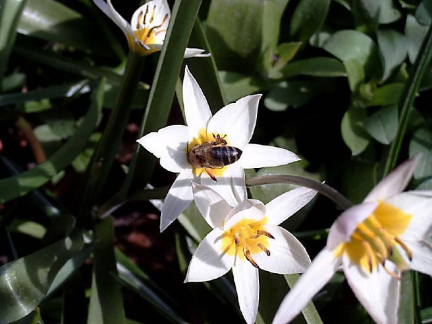Mieszkancy mojego ogrodu #MÓJOGRÓD #owady #żyjątka #FAUNA #pszczola