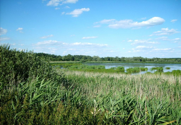 Stawy Bieniowickie koło Legnicy, lato 2007