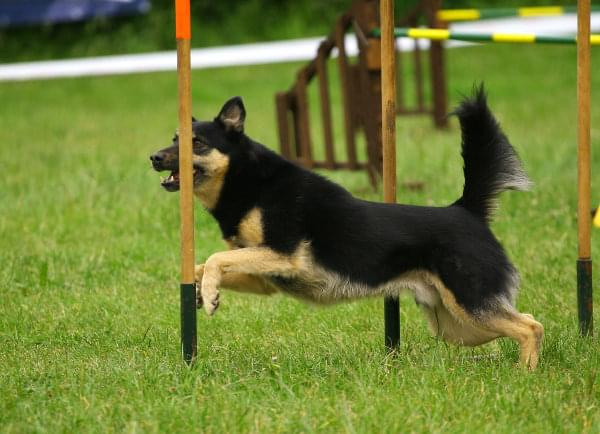 Zawody Agility 24.05.2008 Bydgoszcz PPA