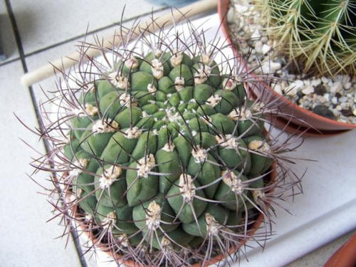 Gymnocalycium saglionis