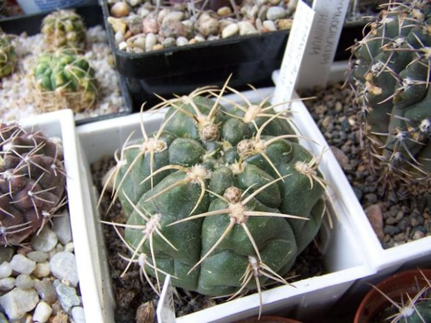 Gymnocalycium baldianum