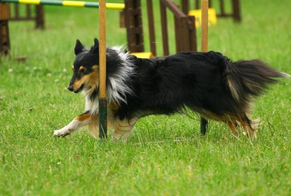 Zawody Agility 24.05.2008 Bydgoszcz PPA