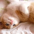 Kotek;)