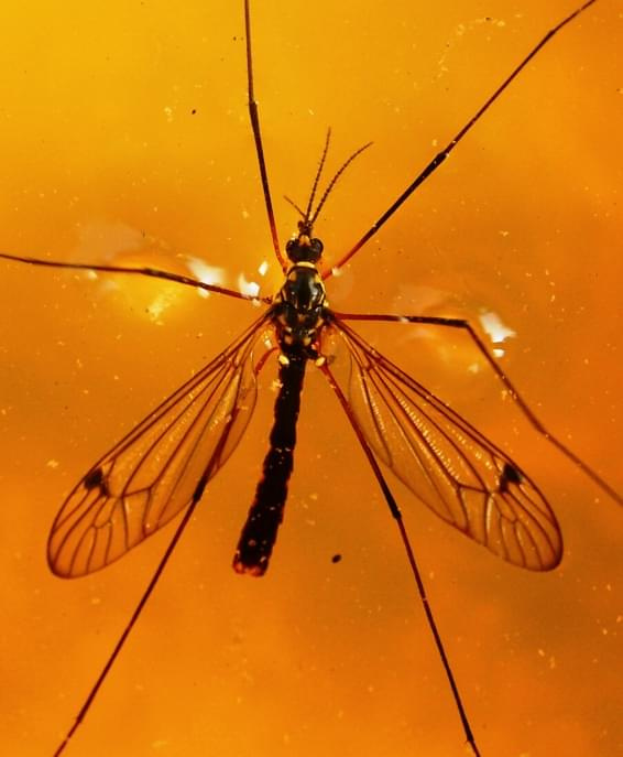 Komar #Komra #komary #owad #owady #macro #jacopicture