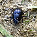 Żuk leśny - Anoplotrupes stercorosus ; w wersji XXL . Data : 03.05.2008. Miejscowość : Jeżewo .