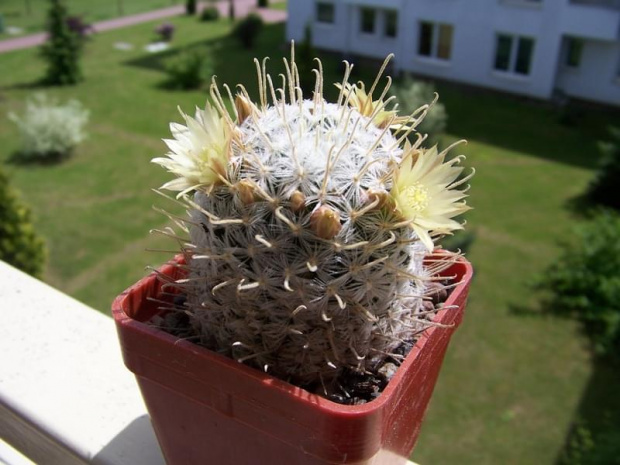 Mammillaria duwei