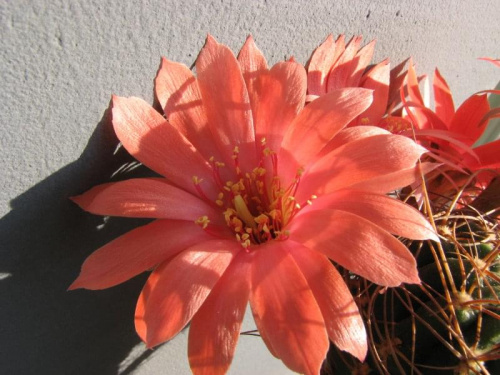 lobiviaxchamaecereus