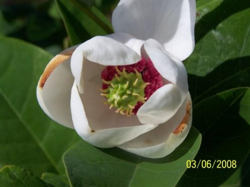 Magnolia sieboldi