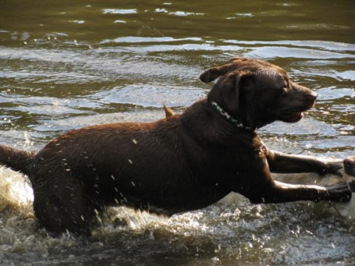 spotkanie szczecin #labrador #szczecin